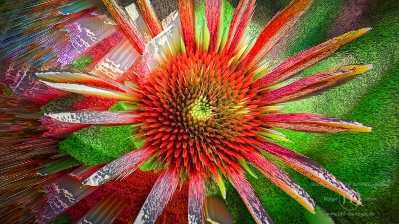 Digital Art - echinacea1